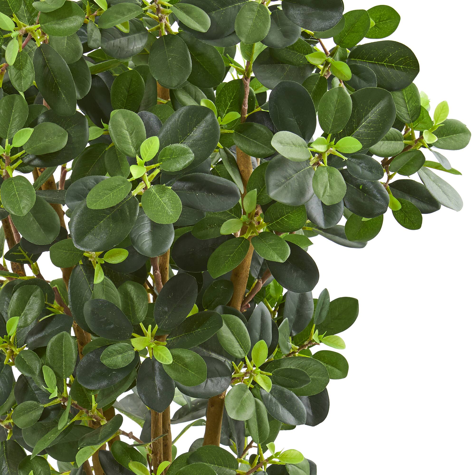 3ft. Potted Panda Ficus Tree